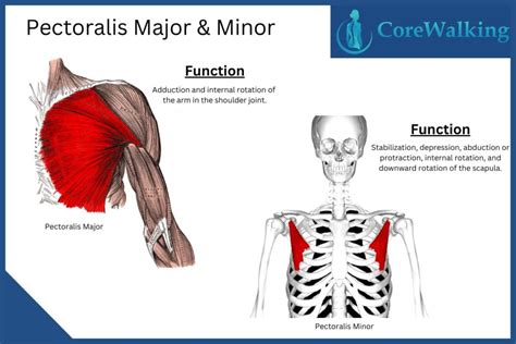 pectoralis major lappen|Pectoralis major: Origin, insertion, innervation,function。